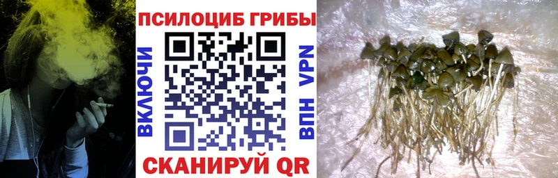 Купить  Дно  Псилоцибиновые грибы Cubensis 